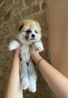 Nabízíme štěňátka plemene Akita inu s FCI & AKIHO rodokmen