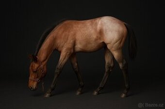 Klisna American Quarter Horse v barvě BAY ROAN 6pannel n/n