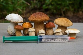 Mycelium