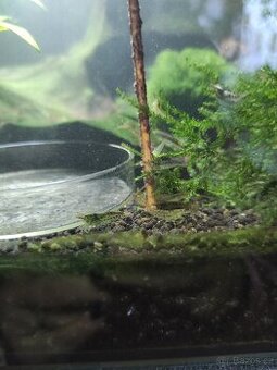 Sladkovodní krevetky Neocaridina