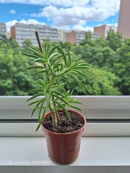 Zakořeněné sukulenty