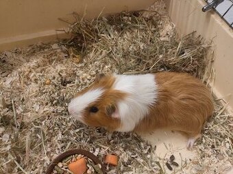 Daruji morče sameček 2 roky (rezervace)