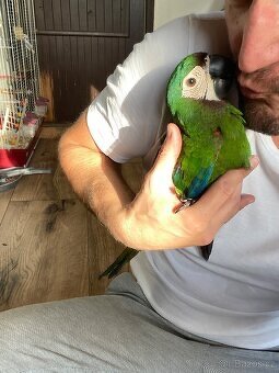 Ara Severa mimina – samec + samička (DNA test) NEPŘÍBUZNÍ