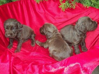 Anglický  kokršpaněl