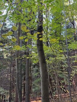 Prodej lesního pozemku v k.ú. Hostice