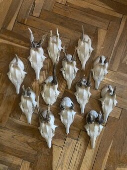 13ks srnčí trofeje, paroží na stěnu, dekorace