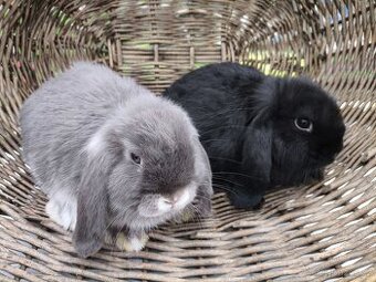 Zakrslý králík minilop s VP