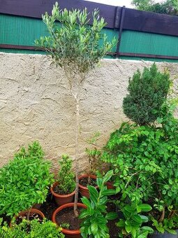 Olivovník, Olea Europea, Oliva, stromky