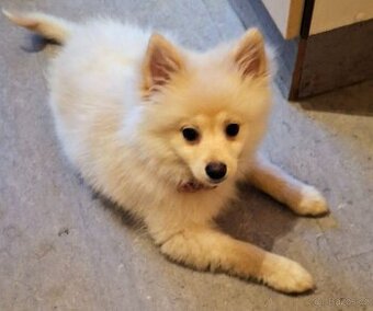 Pomeranian