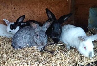 Králík na maso, kuchyňská úprava