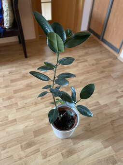 Fíkus - výška cca 90 cm