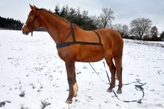 Postroj pro koně - 1