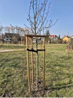 SADA KŮLŮ KE KOTVENÍ STROMŮ - 1