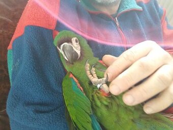 Koupim k rucnimu dokrmeni