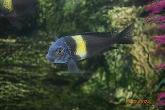 Tlamovci Duboisi - odchov