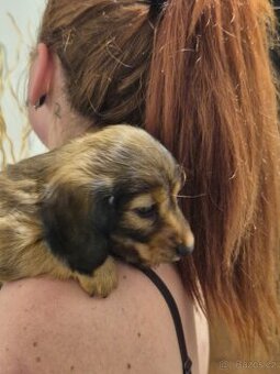 Stěně dlouhosrstý trpasličí jezevčík bez PP