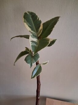 Fikus Tineke stromek