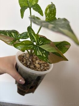 Syngonium Red Spot Tricolor 🌿 (Lechuza, včetně květináče)