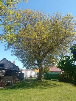 Ořez stromu-zahradní práce