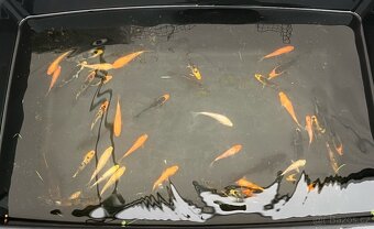 Koi kapr