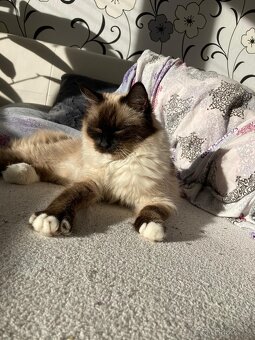 Ragdoll kočky 6 roku