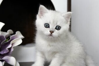 Briska kočička silver saded