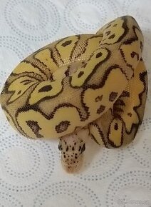 Krajta královská mláďata ze spojení Spotnose pastel clown