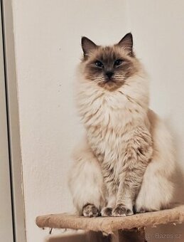 Ragdoll