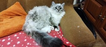 Krásná kočička Ragdoll bez PP