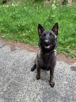 Belgický ovčák malinois