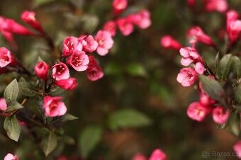 Weigela 'piccolo' vajgelie cerveny kvet
