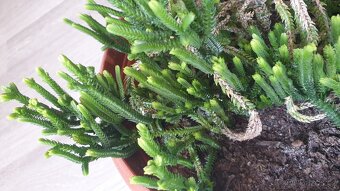 Crassula muscosa
