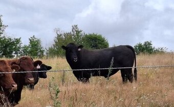 Aberdeen angus plemenný býk
