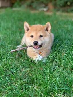 Shiba inu