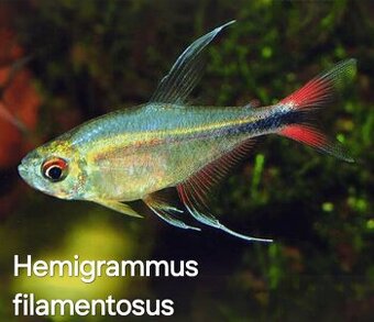 Hemigrammus filamentosus