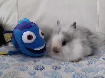Mláďata zakrslých Teddy králíčků - 1