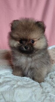POMERANIAN