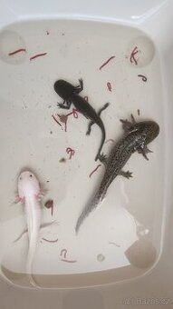 Axolotl mexicky