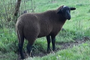Beránek Zwartbles