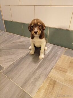 Border kolie