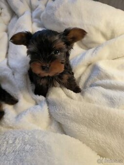 Jorkšírský teriér