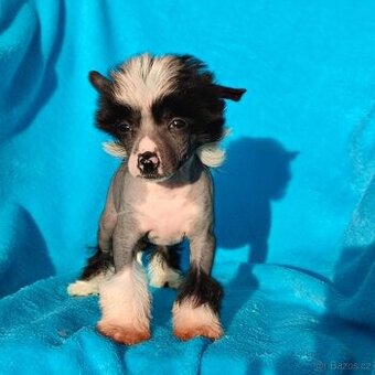 Čínský chocholatý pes naháček s pp