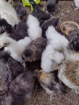 Hedvábnička zdrobnělá