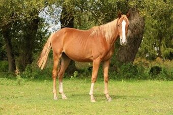 Prodám valacha Kůň Kinský,