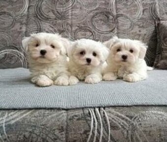 Maltezský psík/Maltežáček