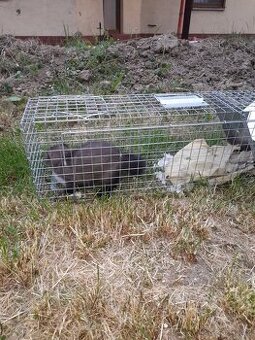 Skvělé pasti, sklopce na kuny, lišky, kočky, potkany atd