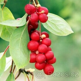 Schizandra - Klanopraška čínská