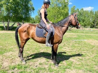 Malopolská klisna, 12 let