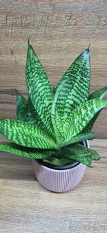 Tchýnin jazyk sansevieria