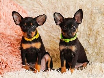 Rusky toy hladkosrsty s PP FCI